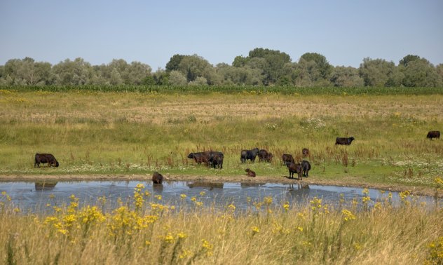 Планът за възстановяване на дивата природа в ЕС оцеля, но на висока цена