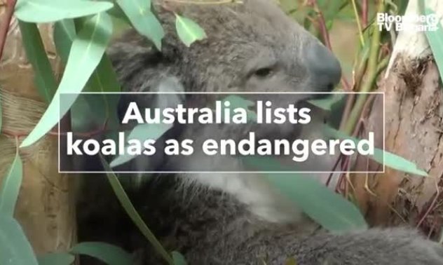 Австралия обяви коалите за изчезващи