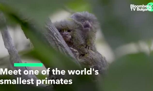 Един от най-малките примати в света