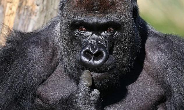 Потребителите на WallStreetBets имат нова инвестиционна цел - горилите 