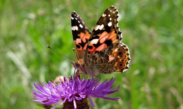 Пеперудите изчезват - ще опрашваме ли растенията със скъпоструващи инсталации