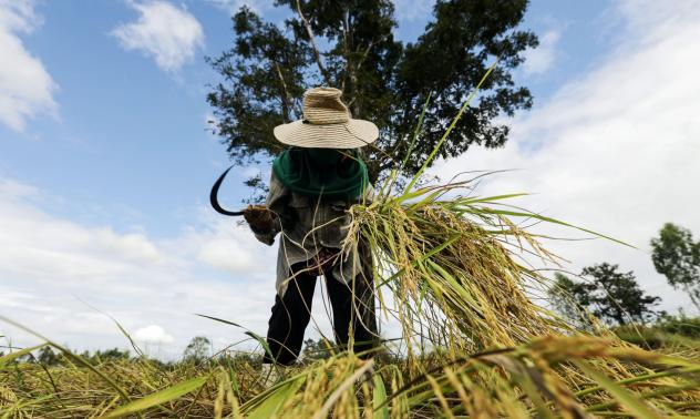 Тайланд губи статута си на втория по големина износител на ориз в света 