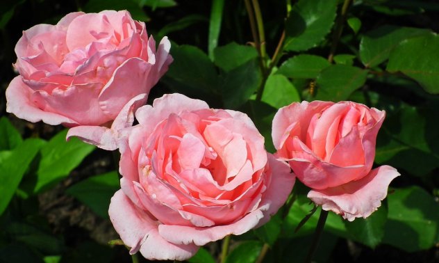 Силен тласък за българското розово масло: влиза в европейската фармакопея до две години