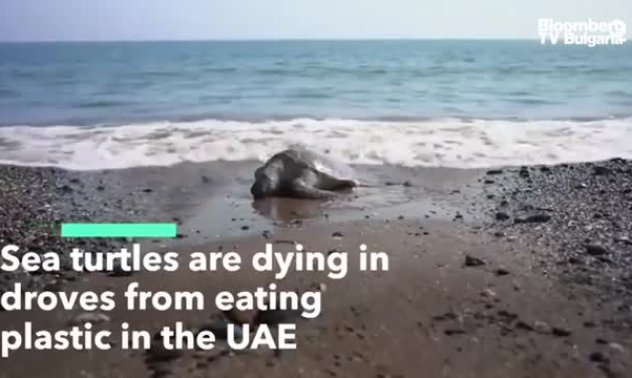 Морските костенурки умират, защото поглъщат пластмаси край ОАЕ