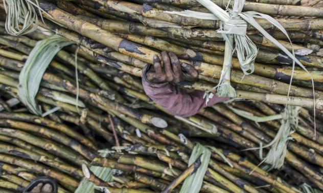 Очаква ни недостиг на захар в световен мащаб