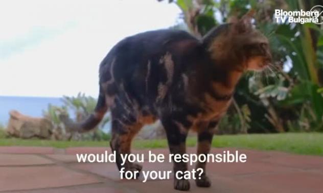 Тайната плячка на котките, част 3