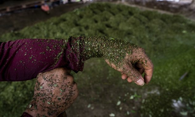 Големият обем прави продажбата на кока в Колумбия нерентабилна