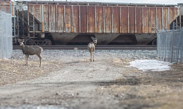 Учени се тревожат от нови варианти на Covid след като откриха Омикрон в елени