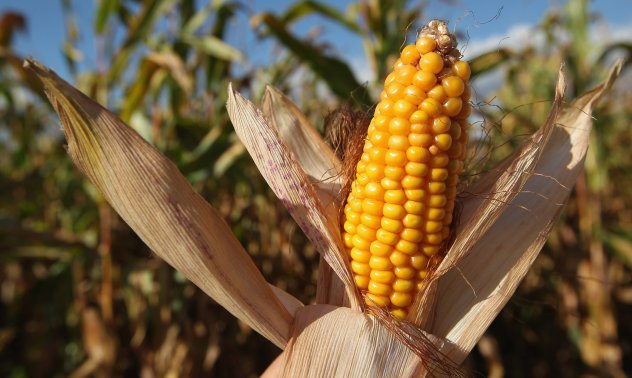 Регламент на ЕС може да проправи пътя на новите геномни техники в земеделието