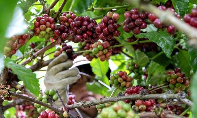Кафето бавно, но сигурно се превръща в луксозна стока