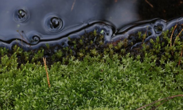 Току-що получихме предупреждение от времето преди динозаврите