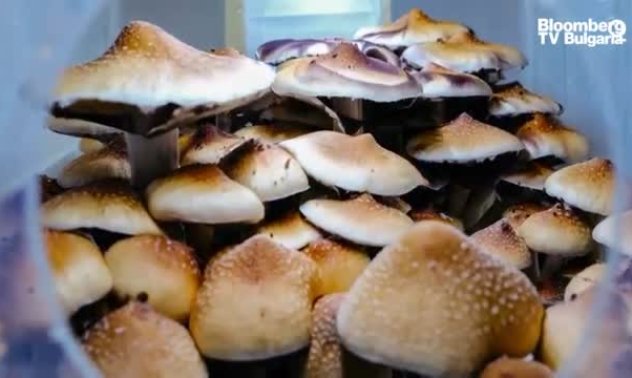 Рисковият капитал и психеделичните наркотици