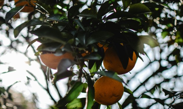 Климатичните промени застрашават овощарството, но решения има в технологиите