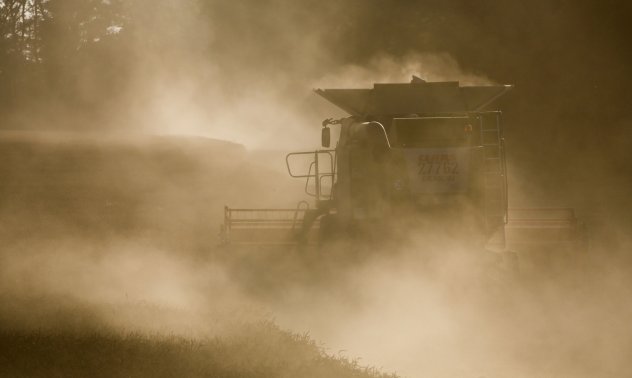 Цените на пшеницата остават изключително волатилни