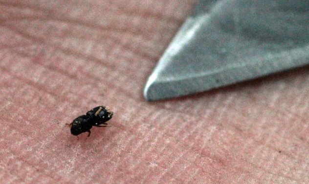 Нашествието на дървесен бръмбар в Южна Африка може да ѝ струва 18,5 милиарда долара 