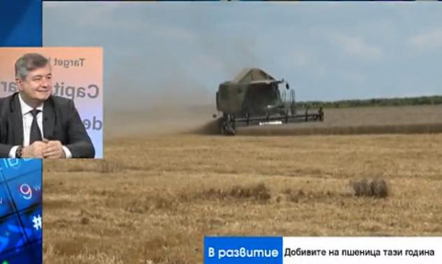 България не е заплашена от недостиг на пшеница въпреки по-слабата реколта