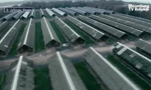 Какво става във фермите за норки, част 1