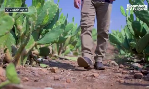 Кожа от кактус: Новата устойчива алтернатива, част 2