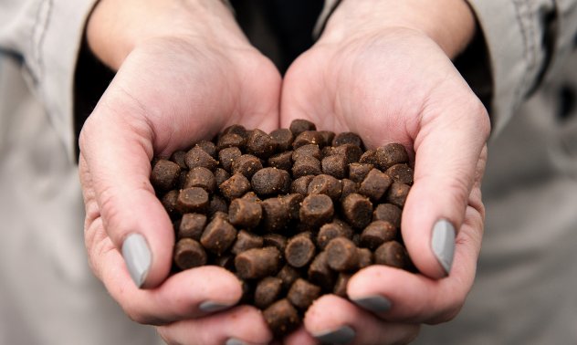 Световният глад за сьомга е свързан с екологична катастрофа