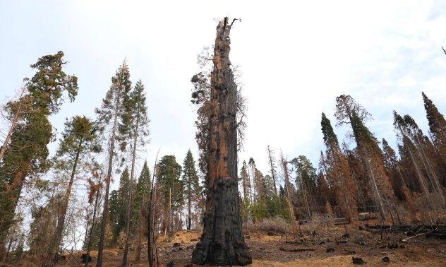 Маневрите на световните гиганти за избягване на зелени ангажименти стават все по-гениални 