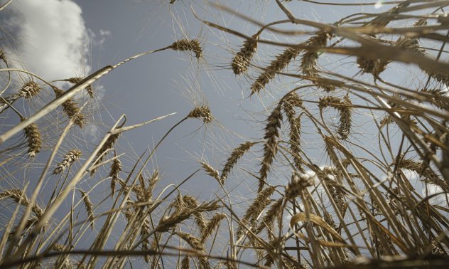 Пшеницата поскъпва с най-много през май от началото на войната в Украйна