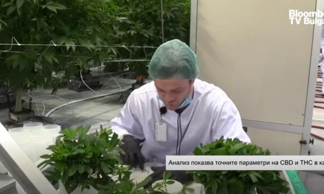 Компания, разработила устройство за тестване на канабис, поглежда към България