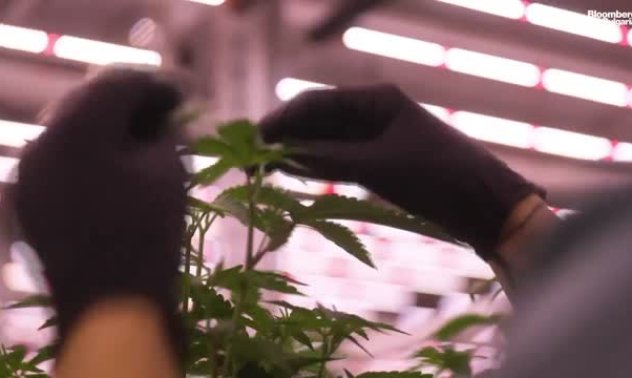 Калифорнийските трезвеници на празниците