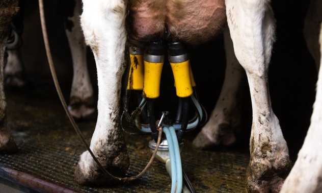 Китай удължава разследването за вноса на млечни продукти от ЕС