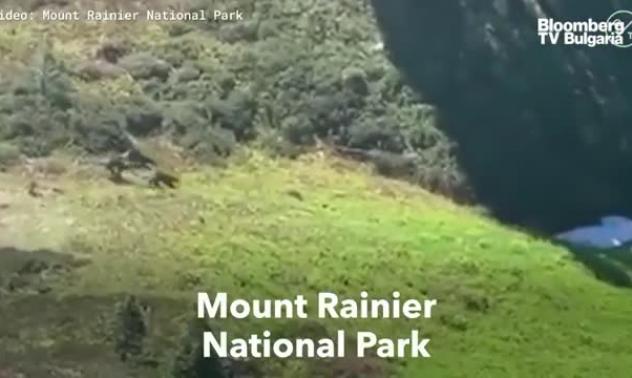 Росомахите се върнаха в САЩ