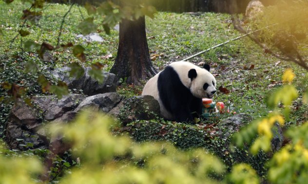 Китай сигнализира, че "дипломацията на пандата" със САЩ и Европа ще бъде възобновена