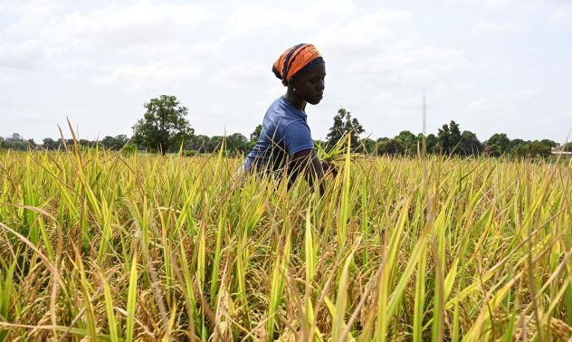 Изменението на климата ще изтрие 7,1% от БВП на Африка, показва проучване