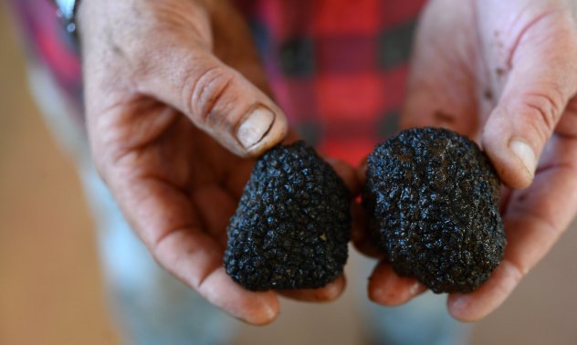 Патентният данък за гъбарите изветлява сектора и дава равен старт на всички в него