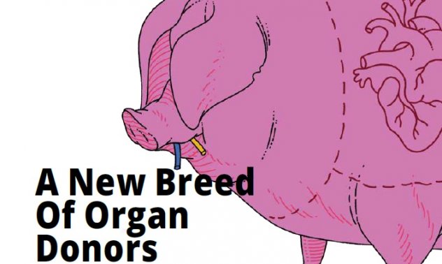 Една нова порода донори