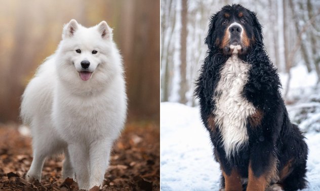 Една от най-скъпите материи в света може би лае в задния ви двор