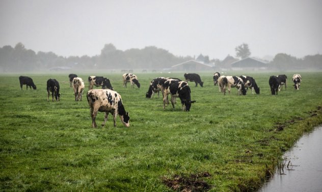 Нидерландия вече не иска да е сред най-големите износители на селскостопански стоки