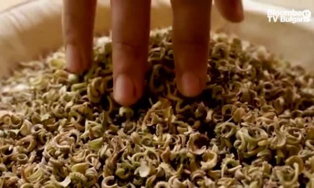 В търсене на забравените зеленчуци, част 2