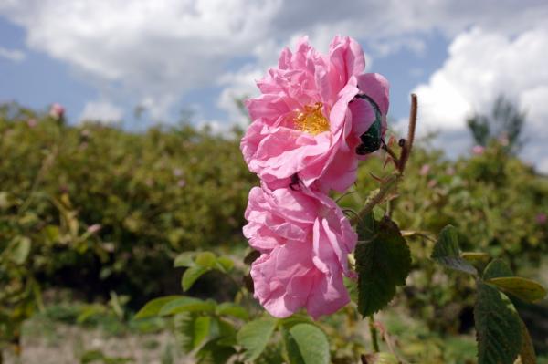 <p>За образотката на 6000 дка маслодайни рози са заети над хиляда души.</p>

<p>Българското розова масло е регистрирано като Защитено географско указание в регистъра на защитени наименования за произход от 2014.</p>

<p>Ръст от 20% на цената на розовото масло през 2016 прогнозира <a href="http://www.bloombergtv.bg/biznes-start/2016-06-13/ochakva-se-rast-ot-20-na-tsenata-na-rozovoto-maslo-prez-2016">Юлияна Огнянова</a>, зам.-председател на Асоциация &bdquo;Етерични масла&ldquo;</p>
