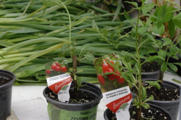 <p>Сертифицираният биопроизводител на разсад от годжи бери.</p>

<p>Фермерските пазари в София се възстановиха и стават все по-популярни. Наред с традиционните места, където могат да бъдат открити, Римската стена /събота/, на пазара Иван Вазов /сряда/, фермерски пазар се прави за втори път и зад Невски, на ул. Оборище след Коледния през 2015.</p>
