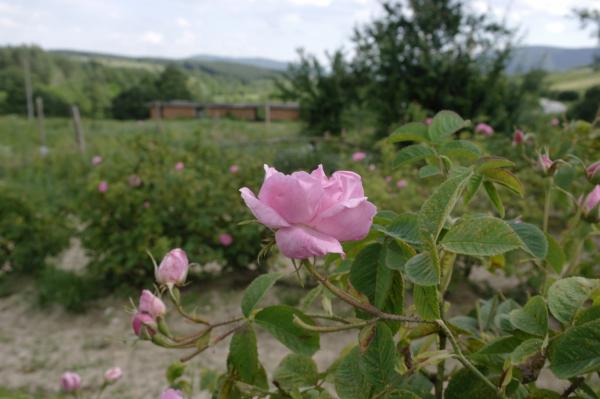 <p>Розовите градини край Стрелча.От 1996 в град Стрелча в Розовата долина се провежда Празникът на розата.</p>

<p>Rosa Damascena е най-популярната маслодайна роза. Дамаскинската роза е царицата на парфюмерията.</p>
