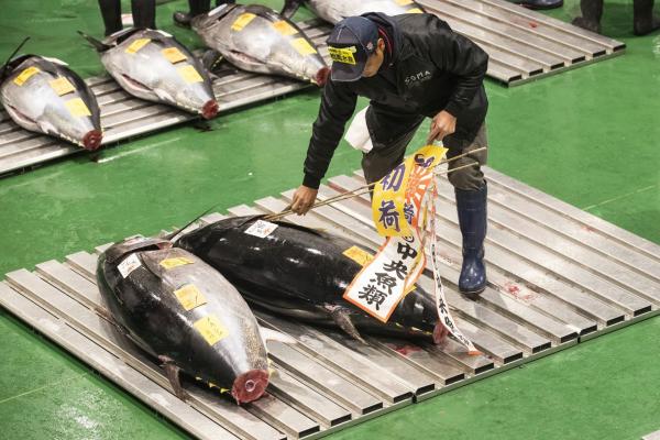 <p>Първият за годината търг на риба тон на пазара Тойосу, Токио. 5 януари 2019. Photographer: Keith Bedford/Bloomberg.</p>

<p>В 05:10ч. сутринта звънец обявява началото на търговията на пазара. Стотици пресни и замразени риби тон са подредени на пода. Купувачите наддават с тайни жестове.</p>
