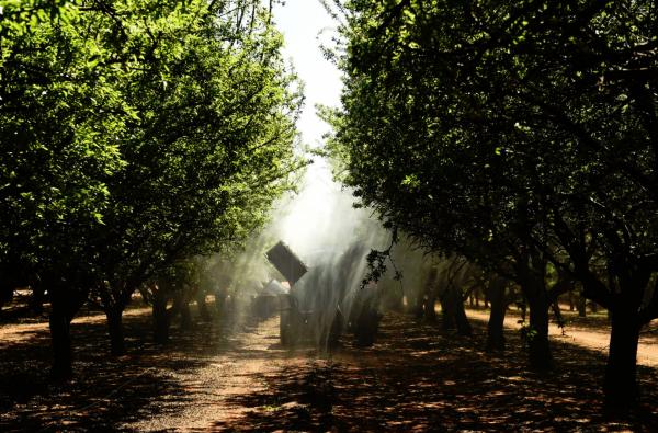 <p>Пръскане на бадемовите дръвчета против насекоми във фермата на Select Harvest Ltd. край Уемен, Австралия в сряда, 23 септември, 2015.</p>

<p>Пчелите, които помагат за събирането на реколта за около 15 млрд щатски долара само в САЩ играят важна роля в тази дейност.</p>

<p>Ядките стигат рекордно висока цена и пчелите са вече реален актив в най-големия регион-производител на бадеми в Австралия.</p>

<p>Снимка: Carla Gottgens/Bloomberg</p>
