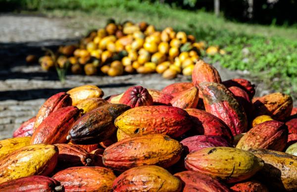 <p>Какаови плодове съхнат на слънце до завода за шоколад Mendoa в щата Баия в Бразилия на 29 май 2015.</p>

<p>В началото на лятото /седмицата до 31 май 2015/ цената му се <u><strong><a href="http://www.bloombergtv.bg/novini/2015-10-14/kakaoto-goni-rekordnite-tseni-ot-2011">вдигна </a></strong></u>11% спрямо предишната според доклад от 2 юни на търговската асоциация в Баия.</p>

<p>Снимка: Paulo Fridman/Bloomberg</p>

<p>&nbsp;</p>
